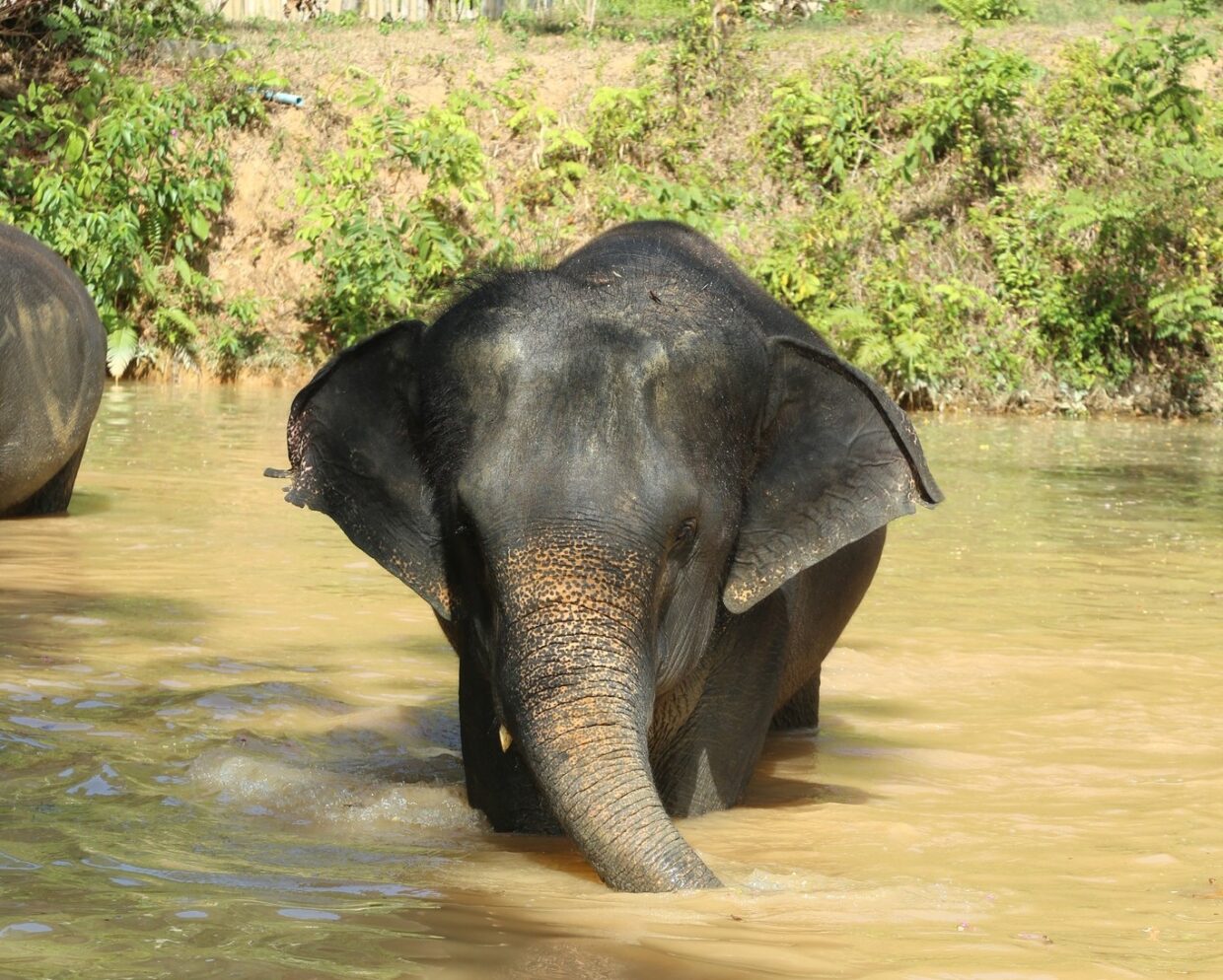 SW016 Elephant Care Program (ECA) @ Camp Chang Kalim - Image 5