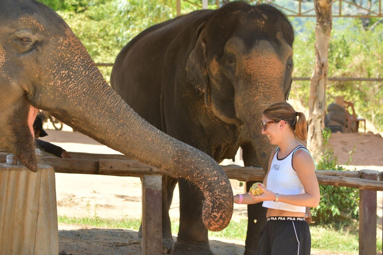 SW016 Elephant Care Program (ECA) @ Camp Chang Kalim - Image 6
