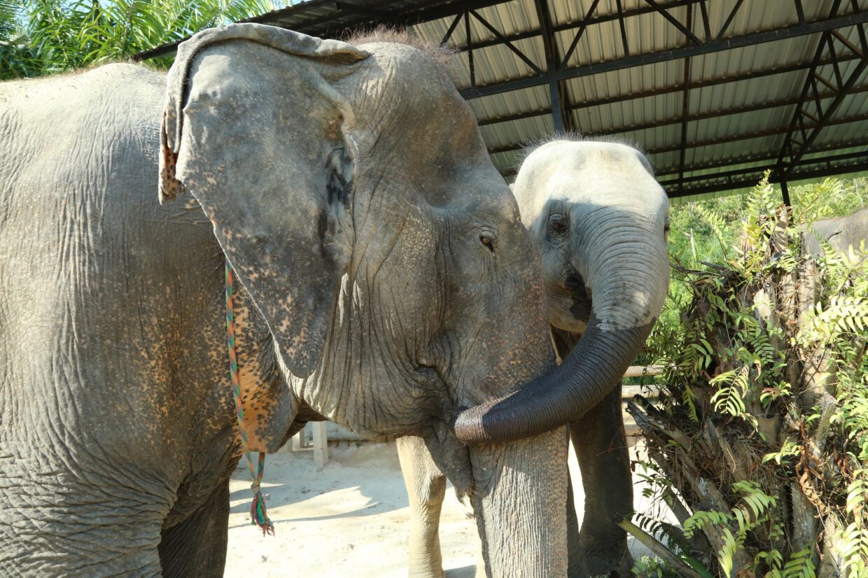 SW016 Elephant Care Program (ECA) @ Camp Chang Kalim - Image 7