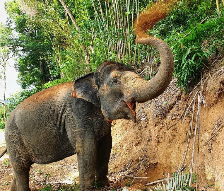 SW016 Elephant Care Program (ECA) @ Camp Chang Kalim - Image 8