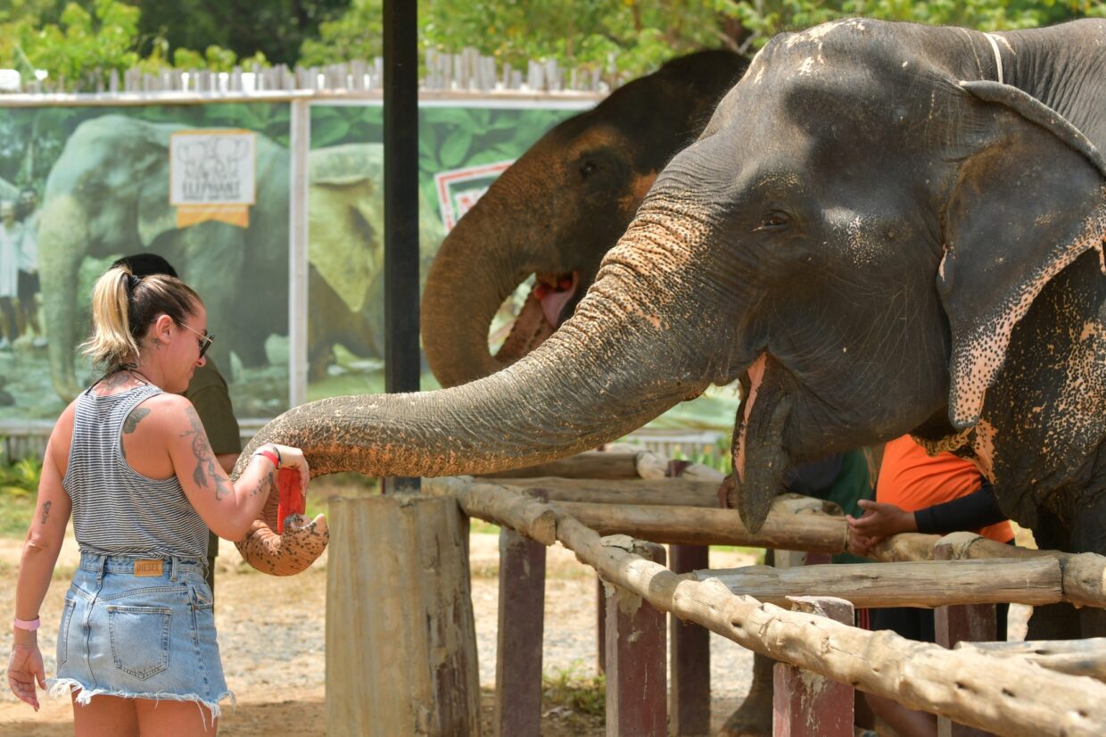 SW016 Elephant Care Program (ECA) @ Camp Chang Kalim