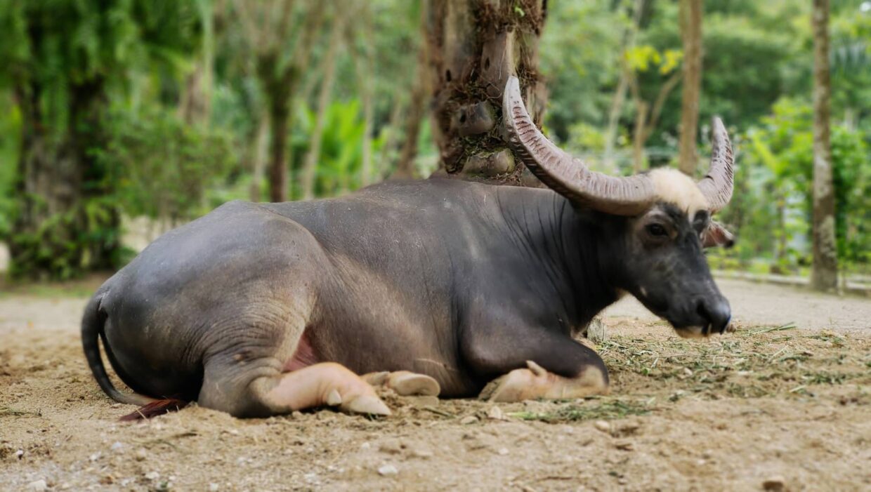 SW014 ทัวร์ OLD PHUKET FARM ครึ่งวัน/เต็มวัน - Image 10