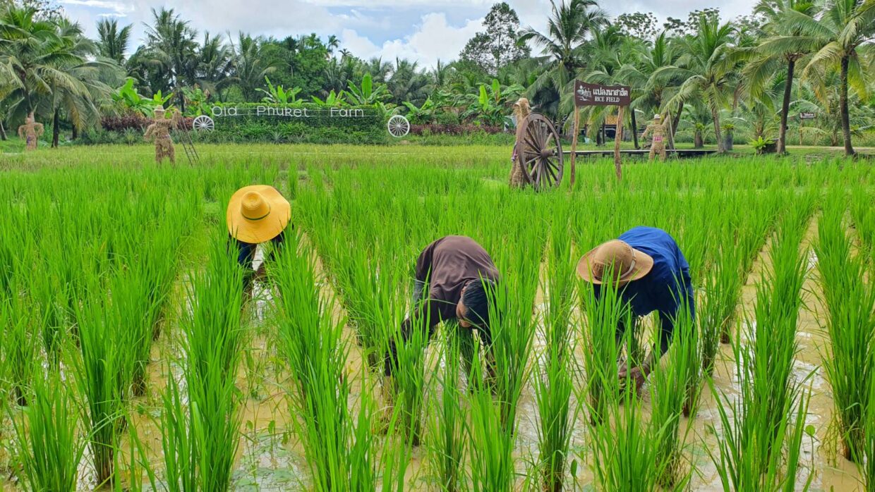 SW014 ทัวร์ OLD PHUKET FARM ครึ่งวัน/เต็มวัน - Image 9