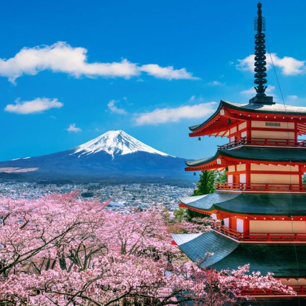Cherry blossoms in spring, Chureito pagoda and Fuji mountain in Japan.